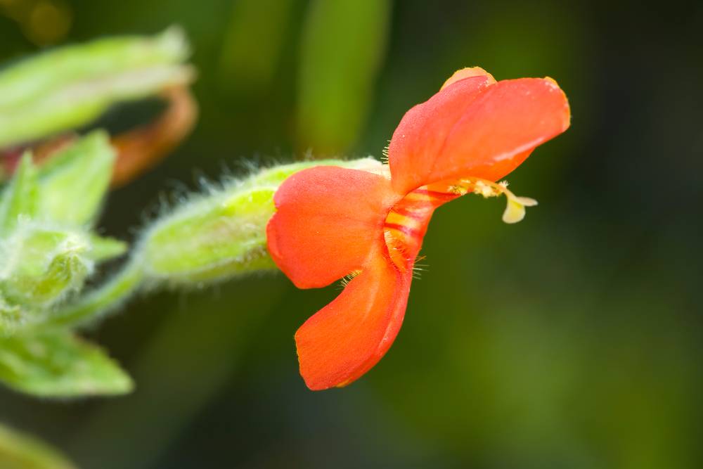 Scarlet Monkeyflower